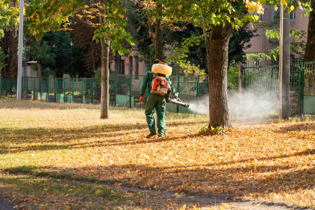 Best Flea Control Services  in Yorktown, TX